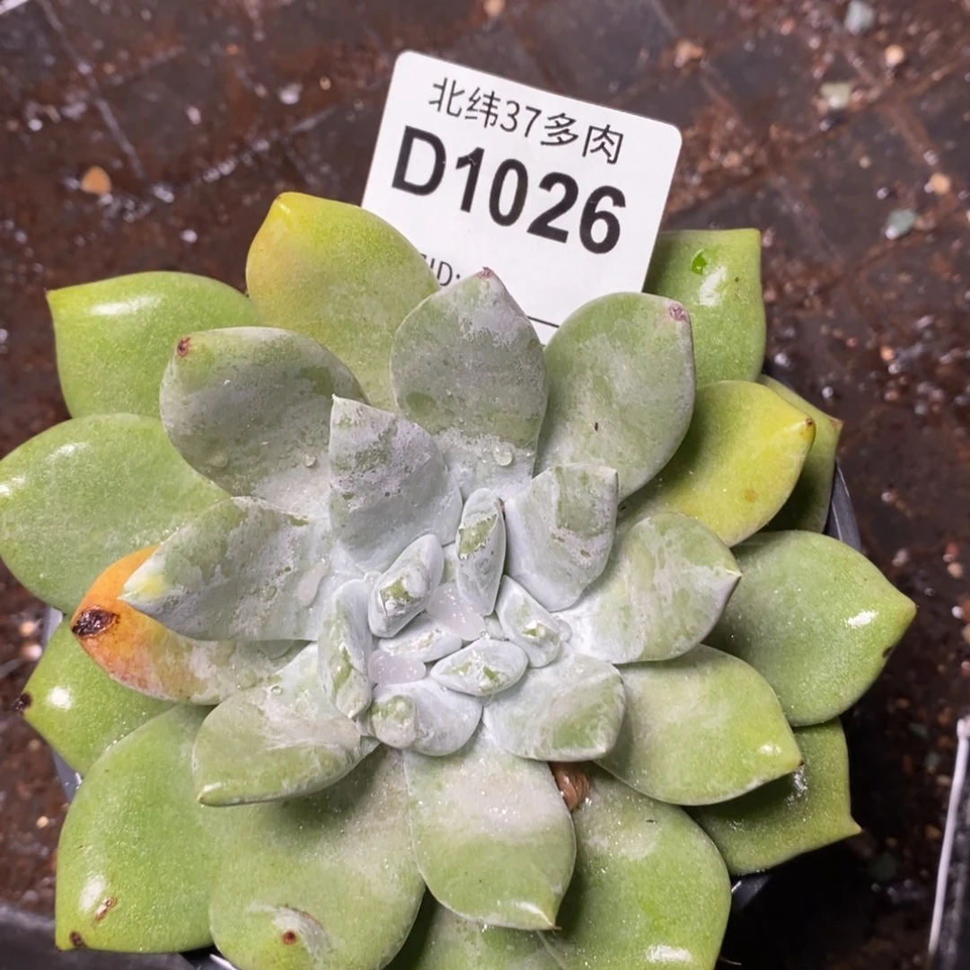 1026哈哈哈哈哈哈哈哈哈哈哈哈哈哈