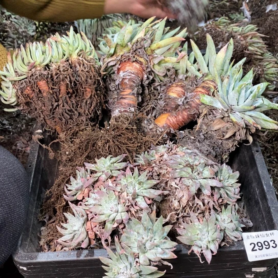 2993哈哈哈哈哈哈哈哈哈哈哈