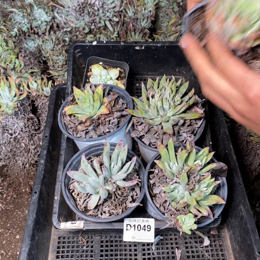 1049哈哈哈哈哈哈哈哈哈哈