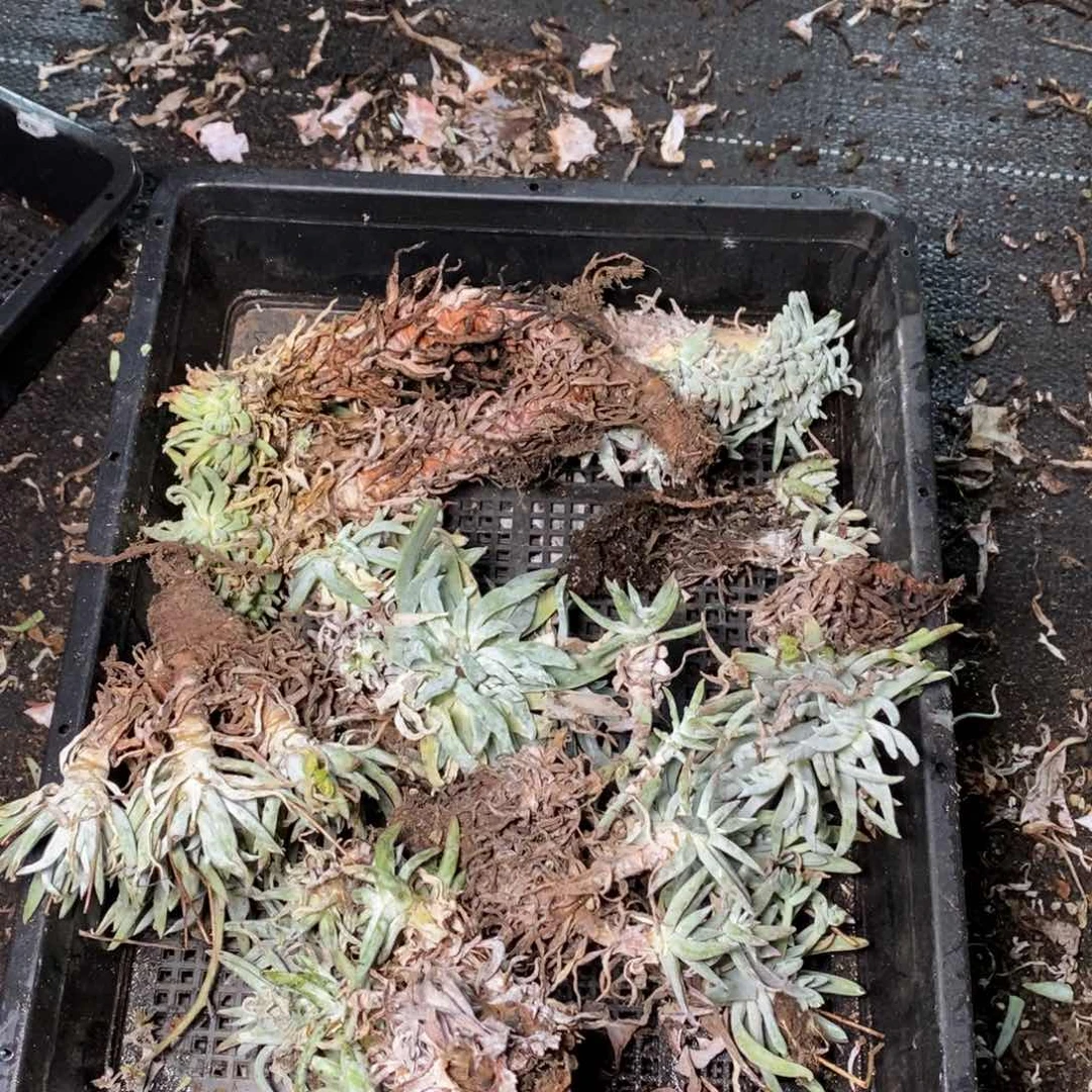 2529哈哈哈哈哈哈哈哈