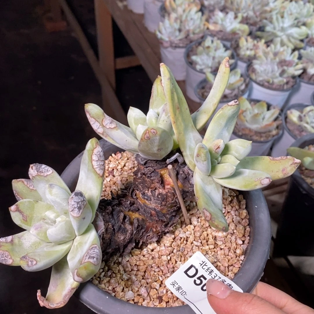 5059哈哈哈哈哈哈哈哈哈哈哈