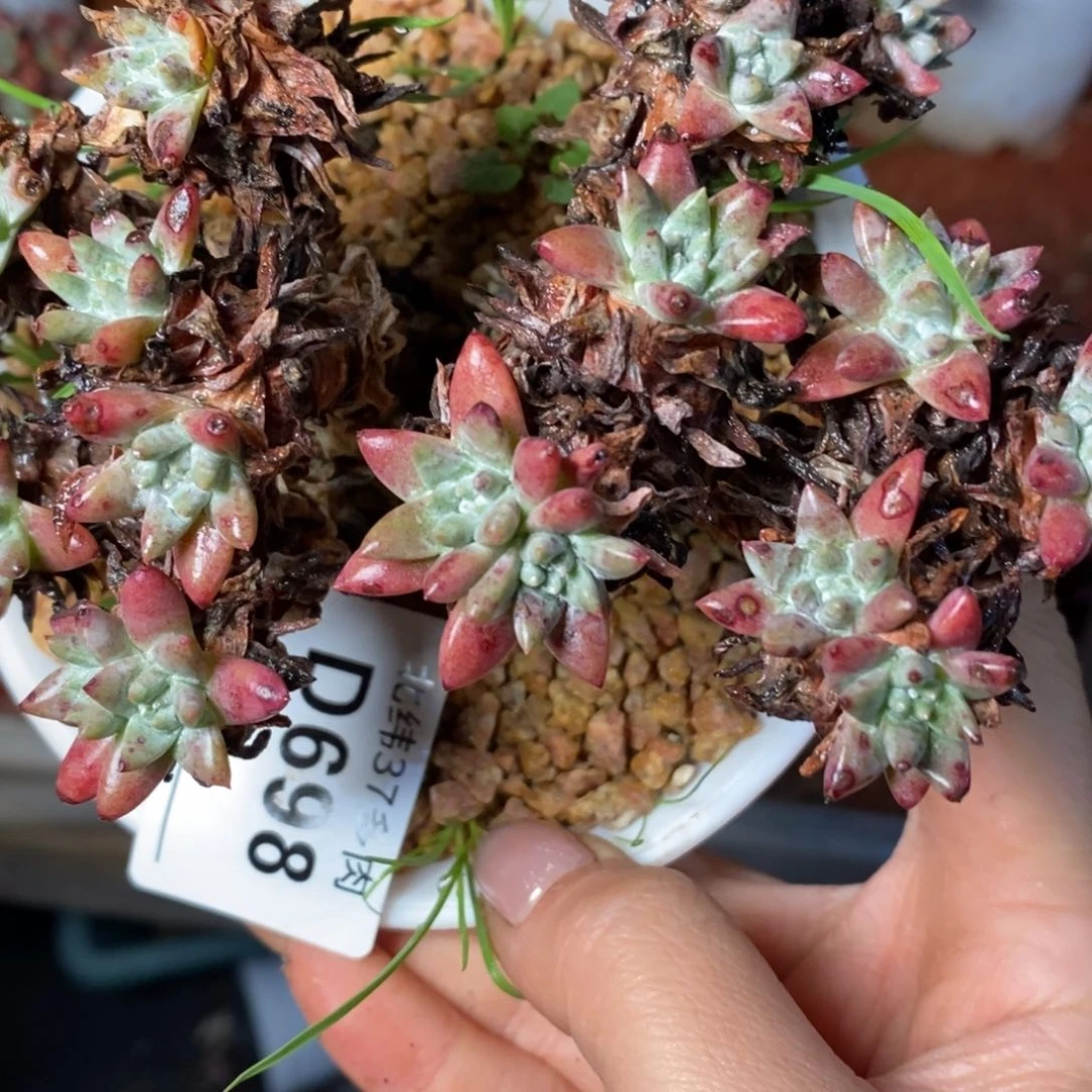 698哈哈哈哈哈哈哈哈哈哈哈哈