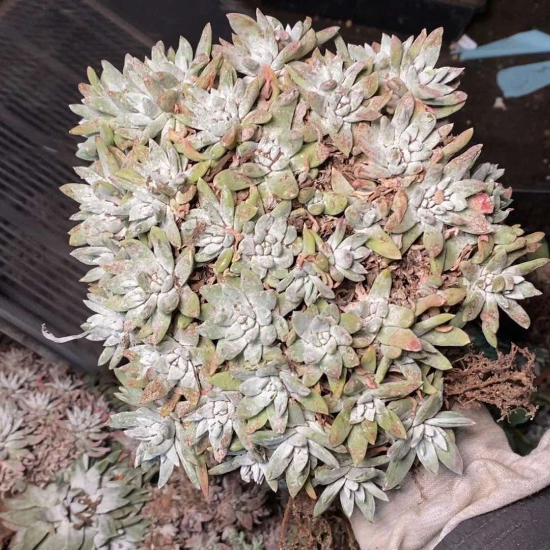 179个哈哈哈哈哈哈哈哈哈哈