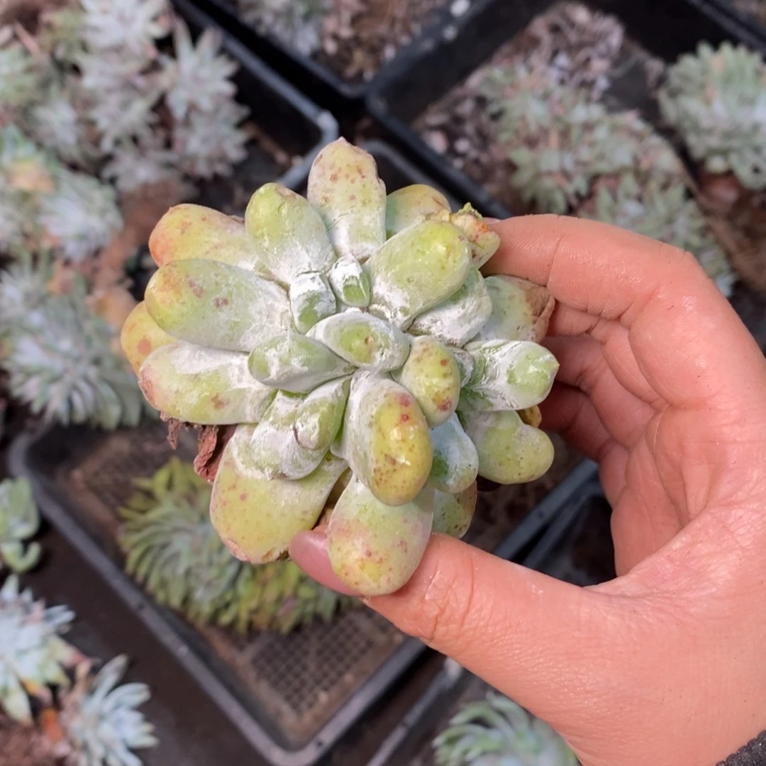 1117三头拇指哈哈哈哈哈哈