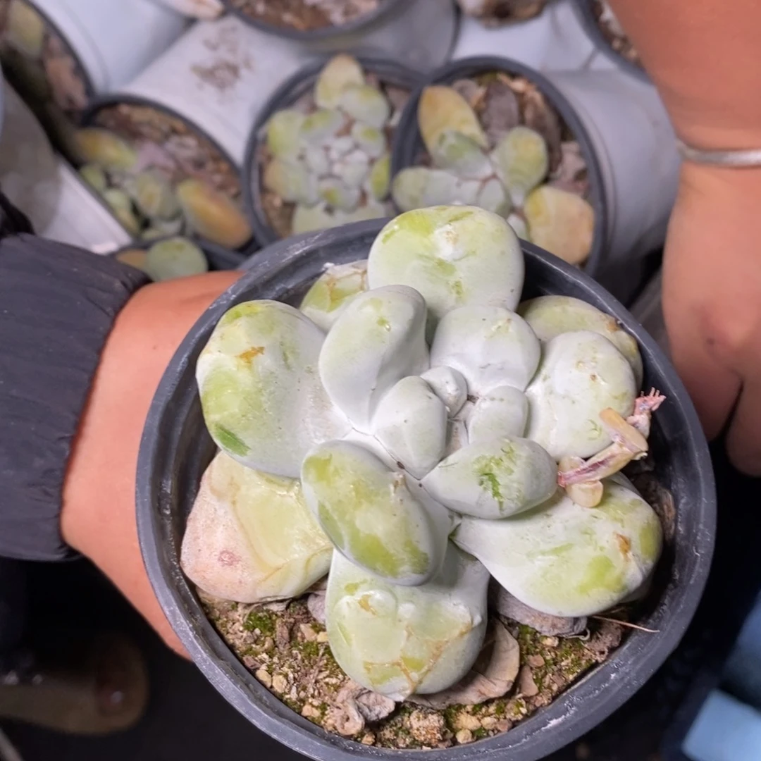 2865哈哈哈哈哈哈哈哈
