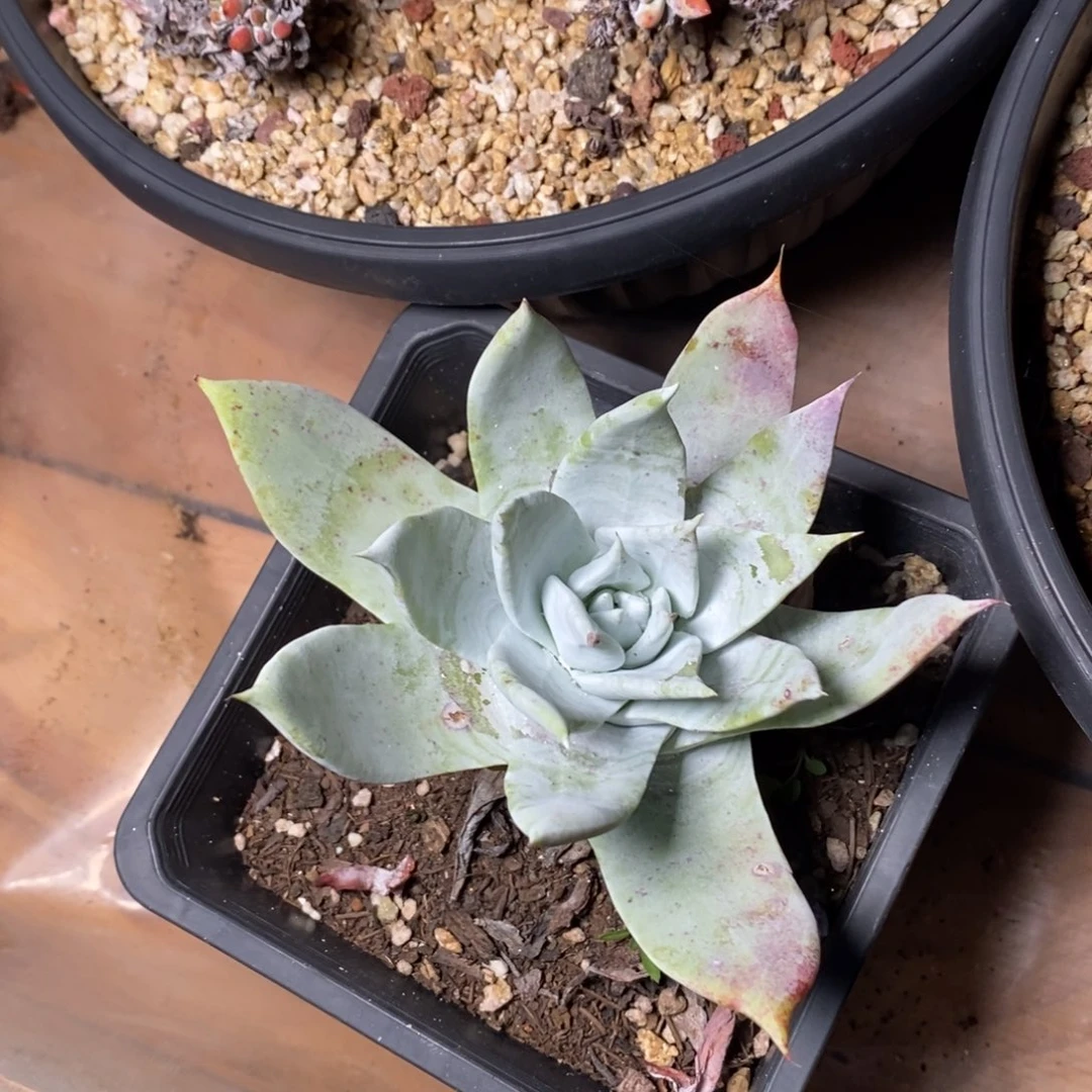 2771哈哈哈哈哈哈