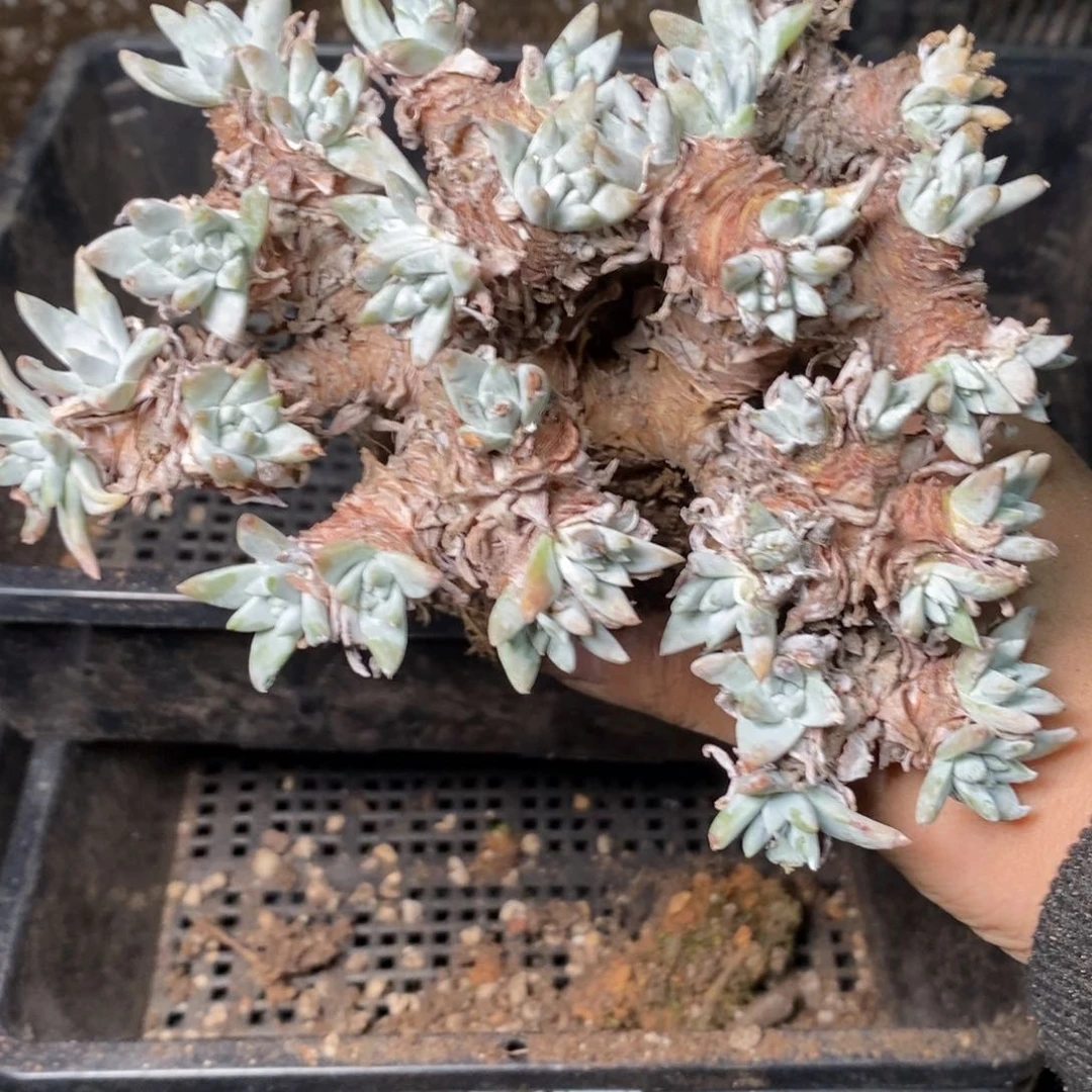 4953哈哈哈哈哈哈哈哈哈哈哈哈哈