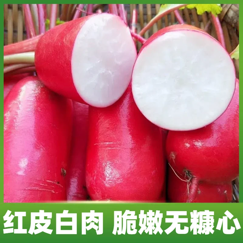 现挖新鲜红皮萝卜白肉辣萝卜脆嫩无糠心农家自种产地直发应季蔬菜