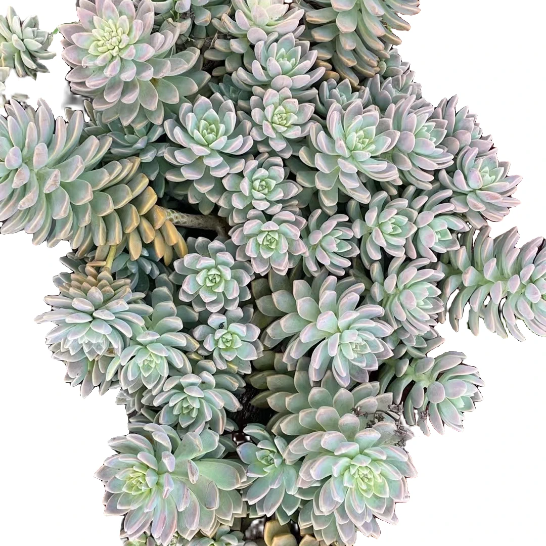 精品多肉植物地栽大淡雪板板缀  好看好养【断枝不售后】