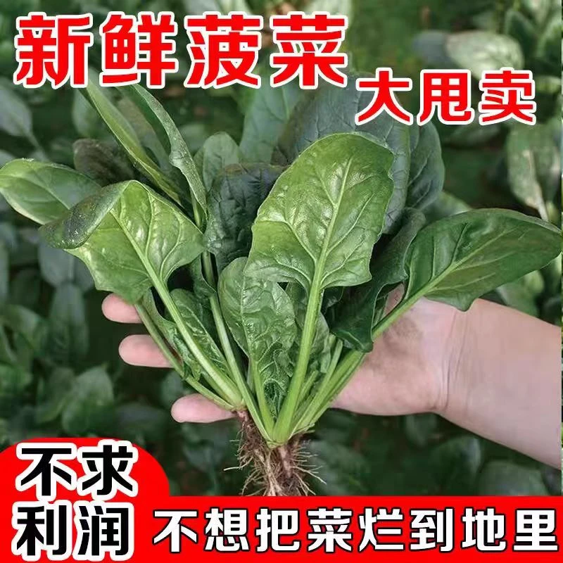 现挖蔬菜农村露天霜冻打菠菜趴地菠菜矮脚土菠菜红根菠菜整箱