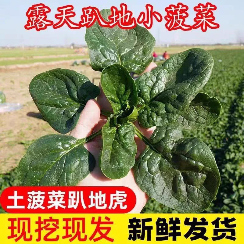 现挖蔬菜农村露天霜冻打菠菜趴地菠菜矮脚土菠菜新鲜红根菠菜包邮