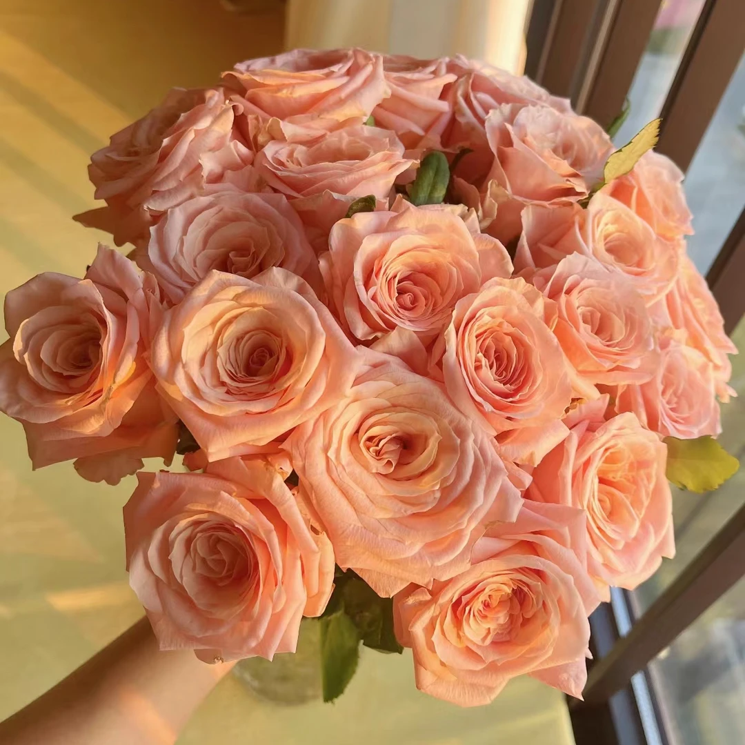 日蕊花卉微光--玫瑰花云南鲜花基地直发单头玫瑰