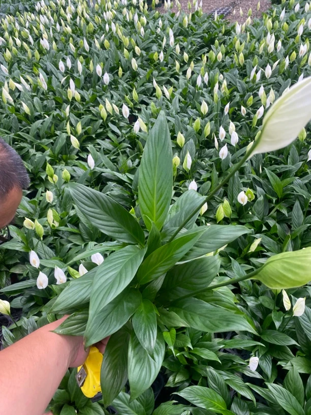 白掌盆栽一帆风顺绿萝花卉植物室内花水培红掌绿植