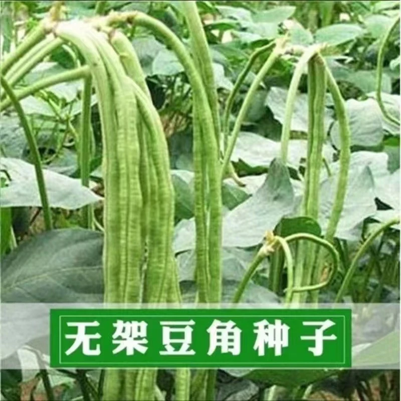 全店满5元包邮】【68】无架长豆角种子