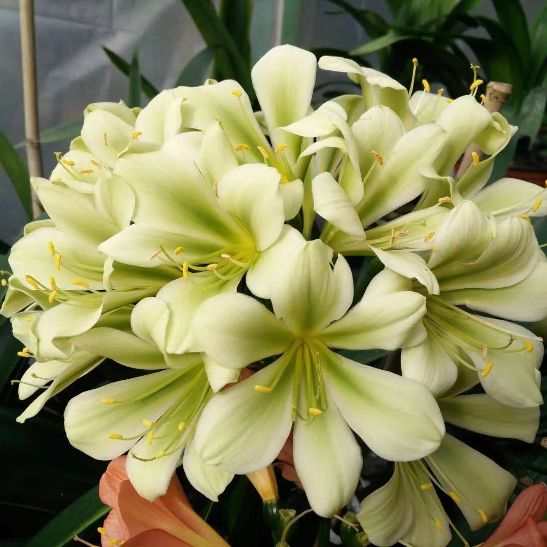 异色君子兰精品异花室内绿植盆栽好养易活四季常青