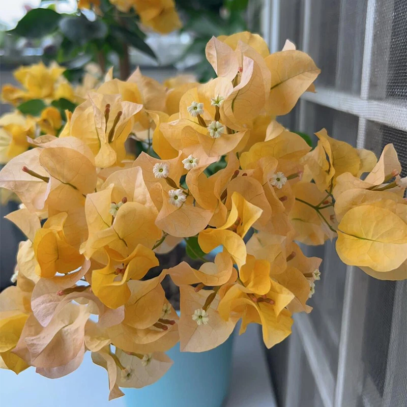 金色光辉【一物一拍】带陶瓷盆阳台庭院四季开花新手花卉