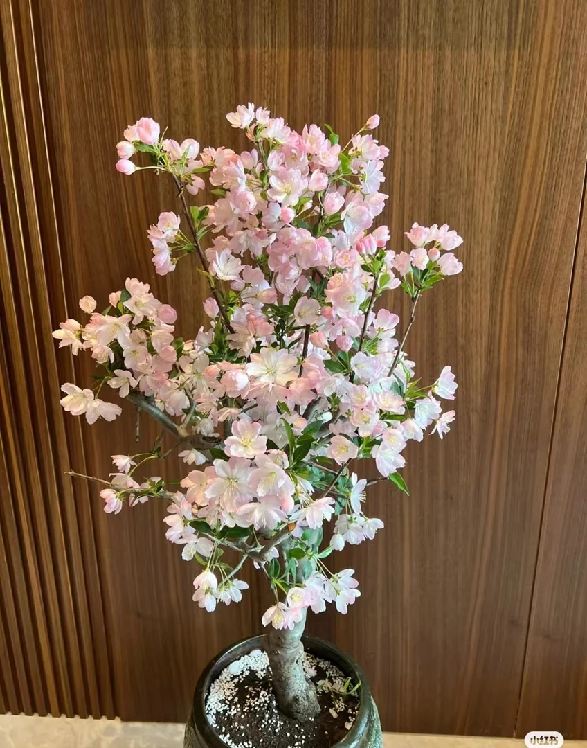 【精品盆景】一物一拍 冬红贵人盆景老桩 海棠花海棠树海棠老桩盆景