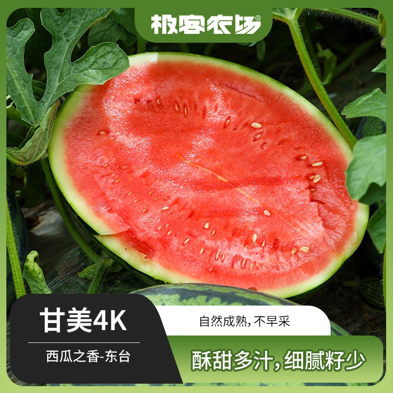 东台甘美4K西瓜肉质酥脆少籽风味浓甜度高水分足甜而不腻1颗好吃
