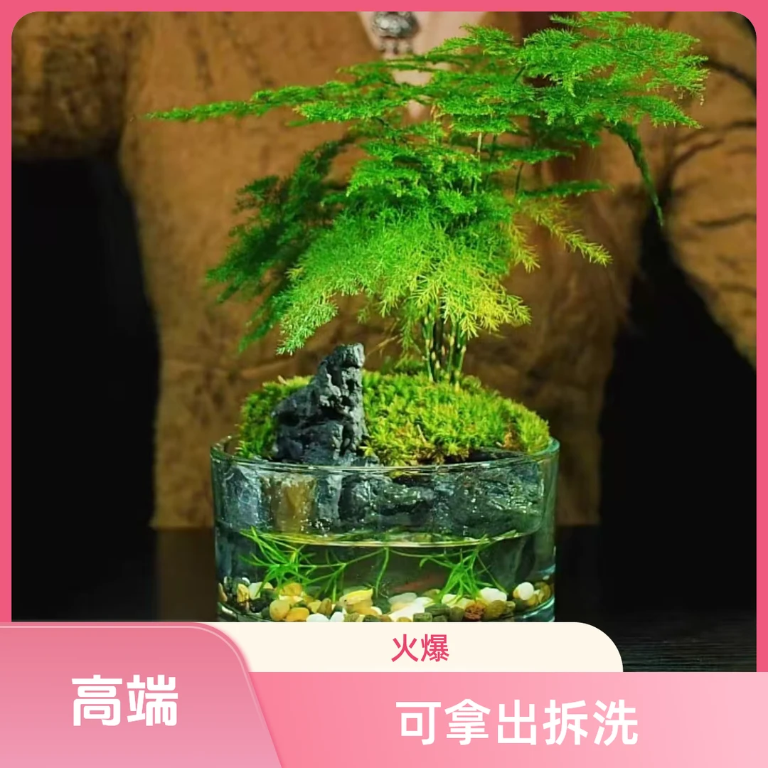 【微景】可拆洗  新品高货文竹 山水桌面景观15*8