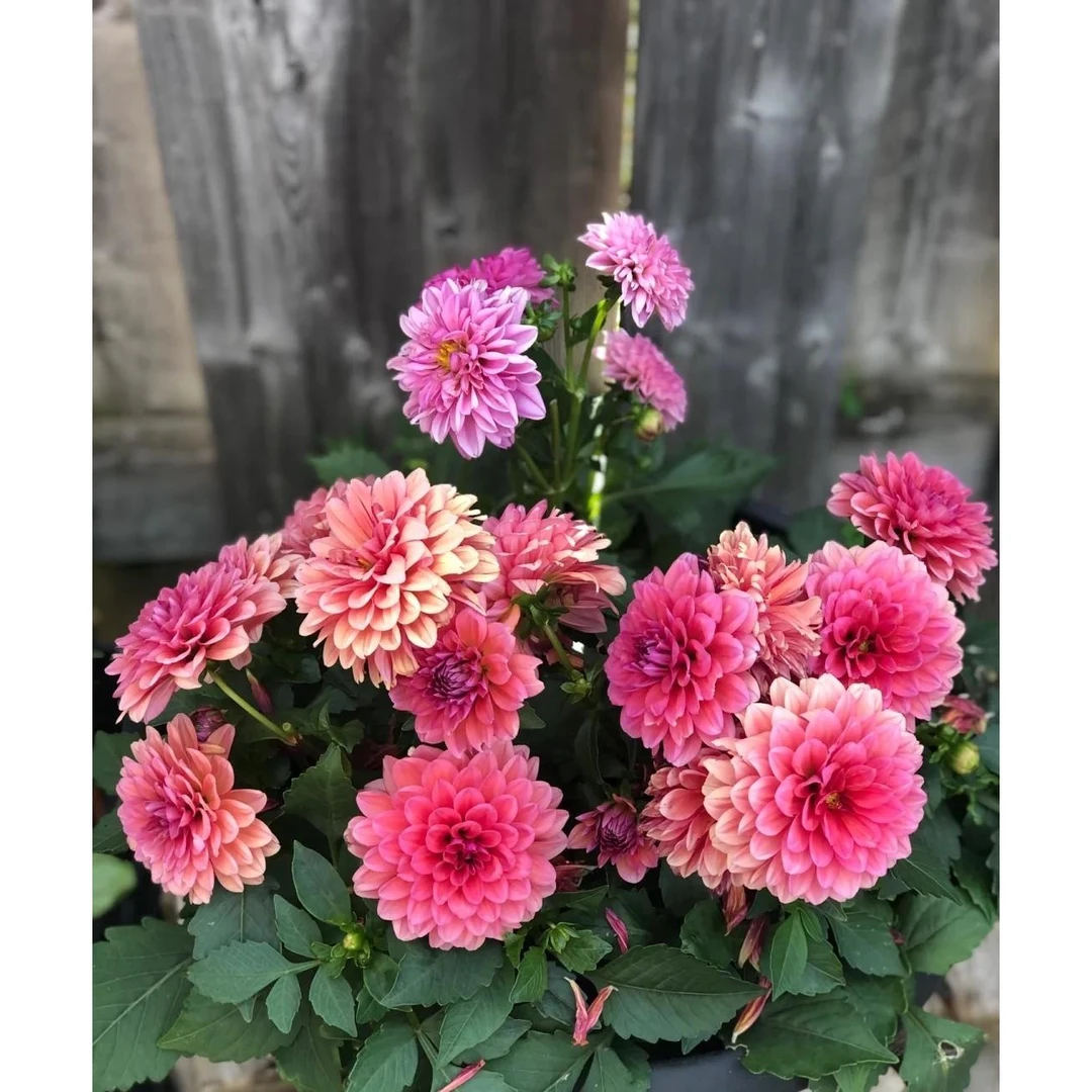 yagyuguluruk大丽花种子5克装