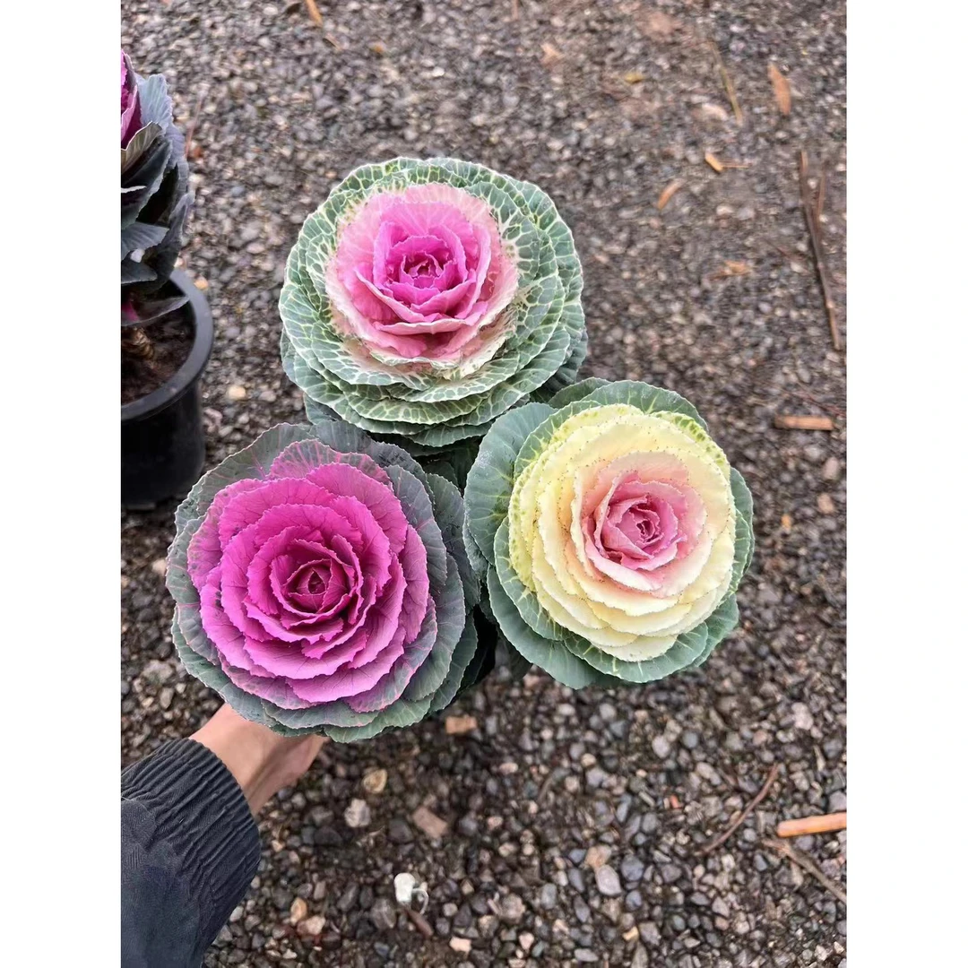 kabista gul uruki 30tallam kaqilinidu 羽衣甘蓝种子30粒装的