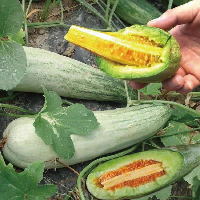 qipar kuhun羊角蜜瓜种籽甜瓜孑四季播高产甜早熟薄皮香瓜种子