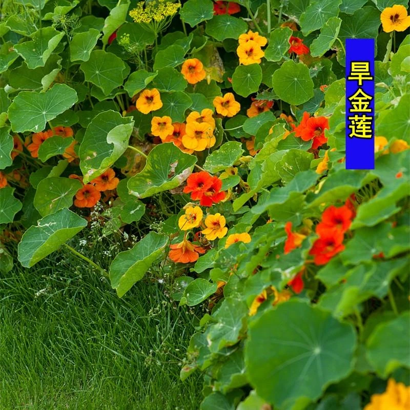altungul旱金莲种子，两个颜色混装20粒送一块椰糠土