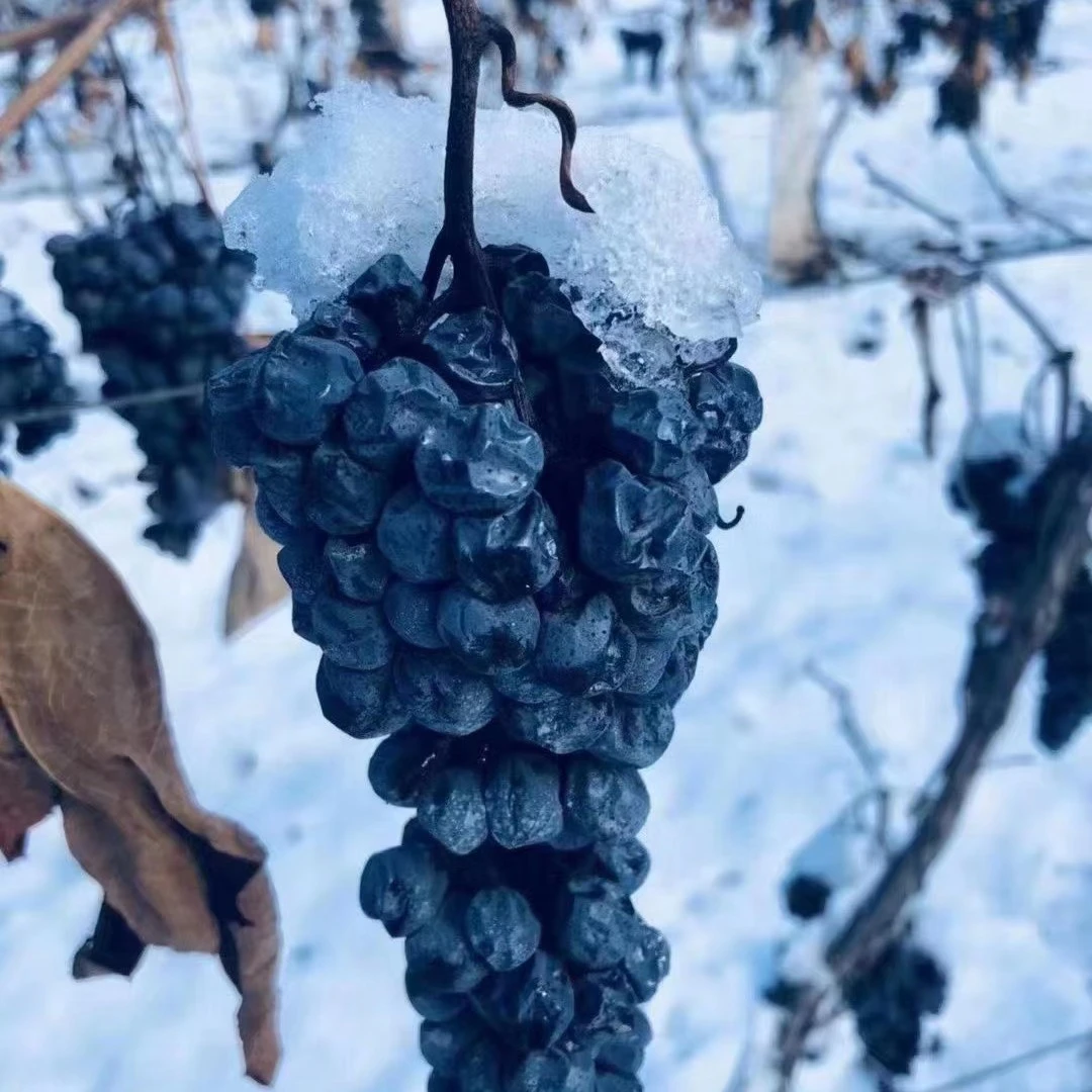 kummaydihan uzum北冰红葡萄洛根苗