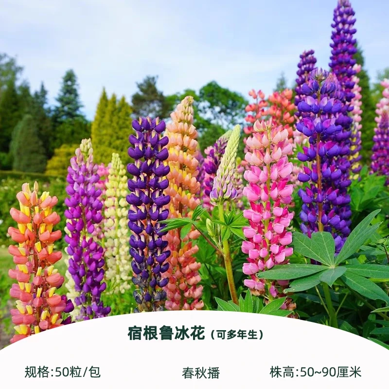 鲁冰花种子lubig guli uruk