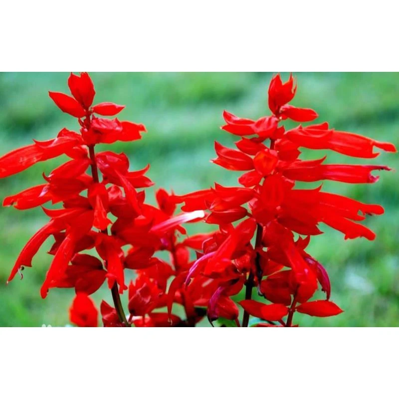 buhday gul 一串红种子