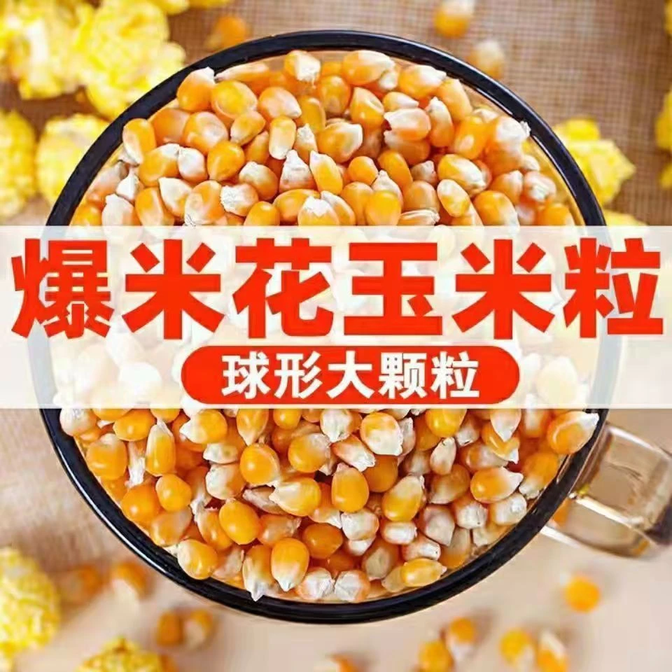 爆花玉米种子 itildurdigan kunak uruk