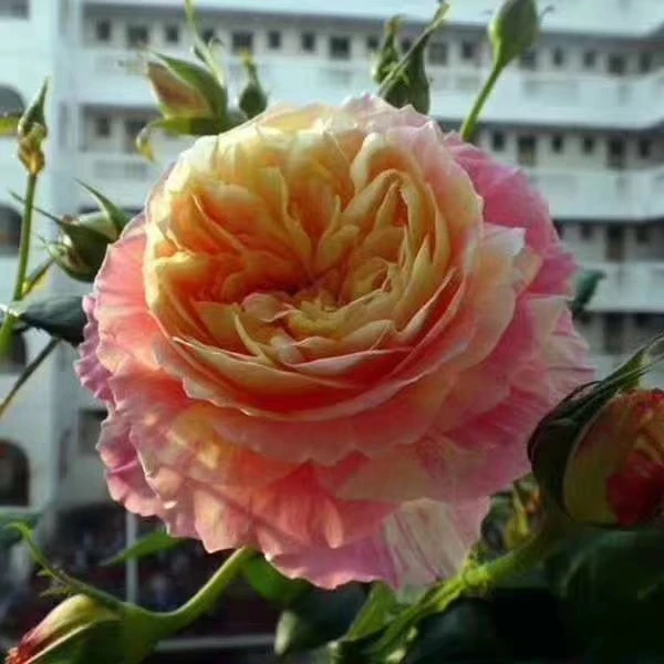 monay bilan bayxiyaggu莫奈月季四季开花 带香味送礼物