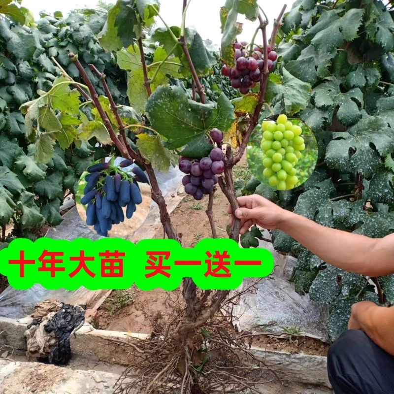 【39.9发2颗】葡萄十年精品苗 当年结果 南北方栽种 阳光玫瑰蓝宝石