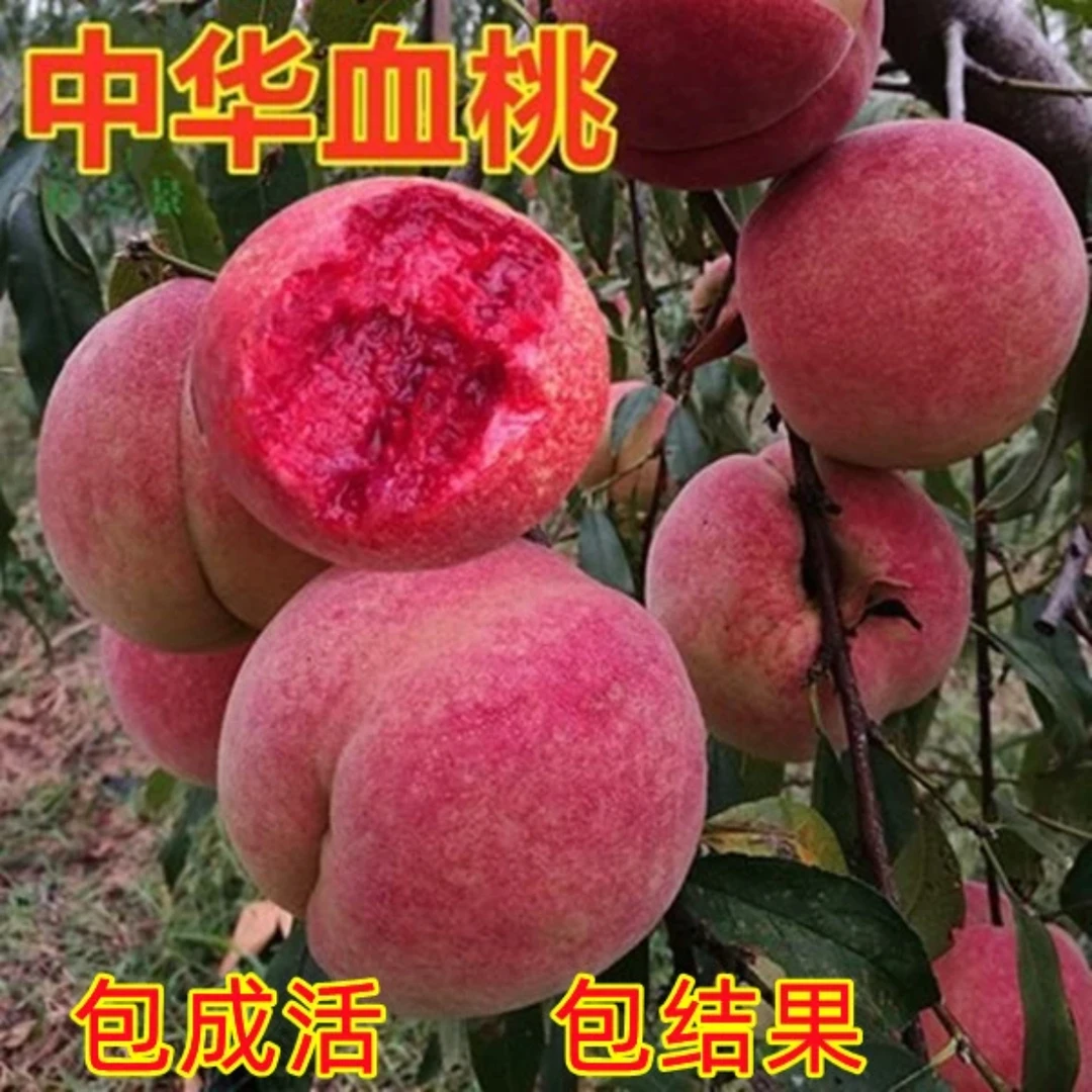 29.9发2颗，精品血桃苗 优质种苗南北方栽种早熟离核一级苗