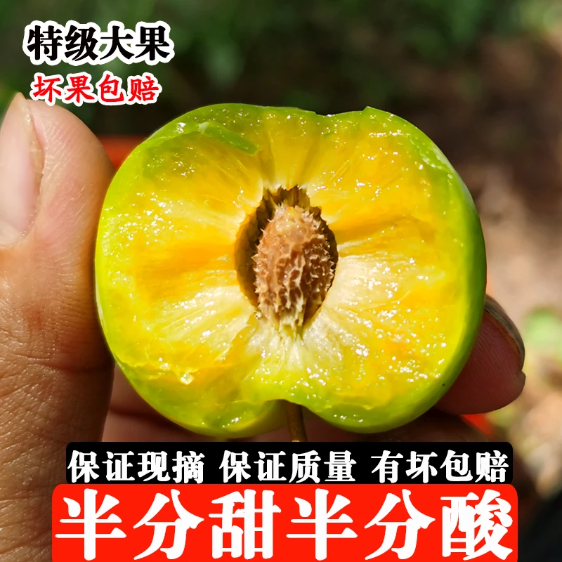 贵州冰脆李青脆李脱骨李皮薄新鲜现脆嫩摘孕妇水果酸脆甜3斤包邮