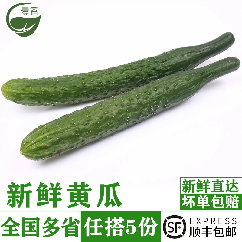 新鲜带刺黄瓜500g 大黄瓜长黄瓜水果刺黄瓜生吃凉拌蔬菜沙拉食材
