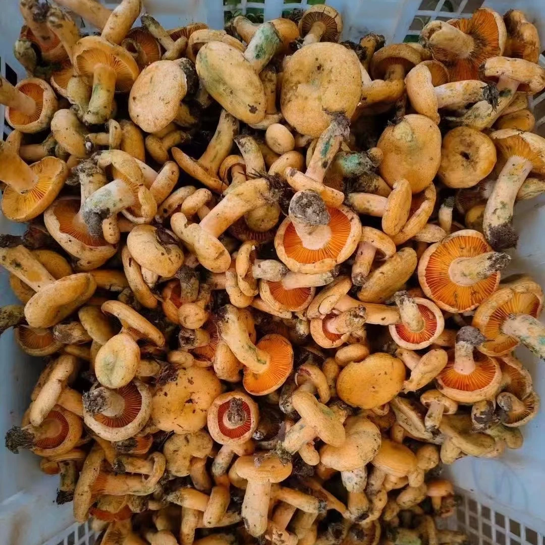 高原新鮮野生菌蘑菇谷熟菌枞树菌食用菌400克-900克顺丰冷链包邮