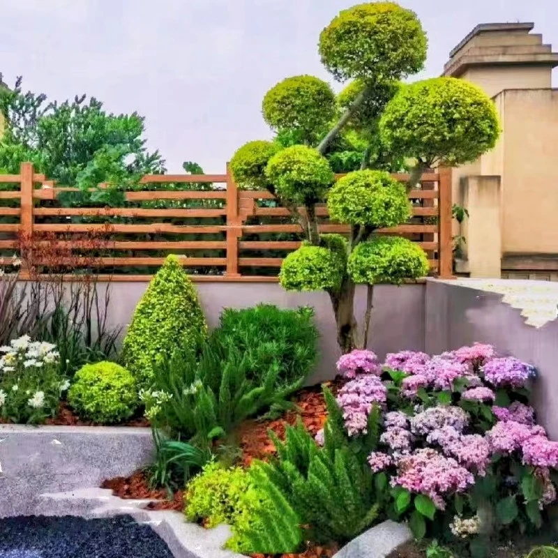 亮晶女贞棒棒糖盆栽别墅庭院种植花镜植物组合四季常青造型树耐热