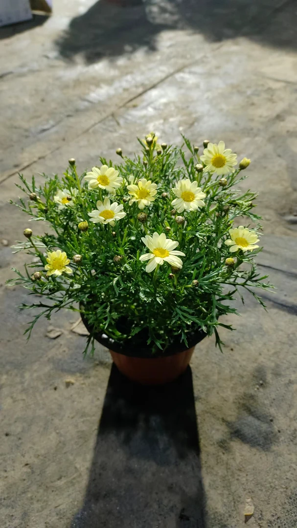 玛格丽特盆栽好养喜阳阳台花园植物花卉