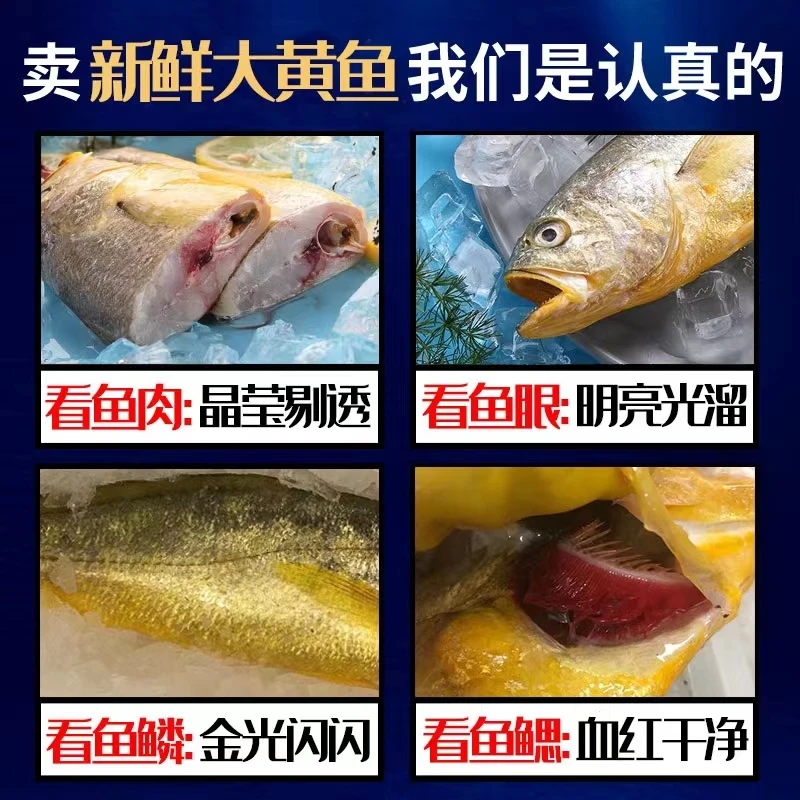 【供销优选】鸿运来南麂岛大黄鱼非冰冻0度保鲜当天海捕顺丰直达