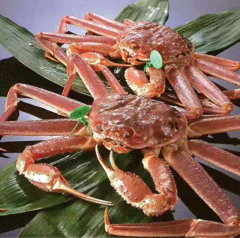 松叶蟹 一只 肉质鲜美
