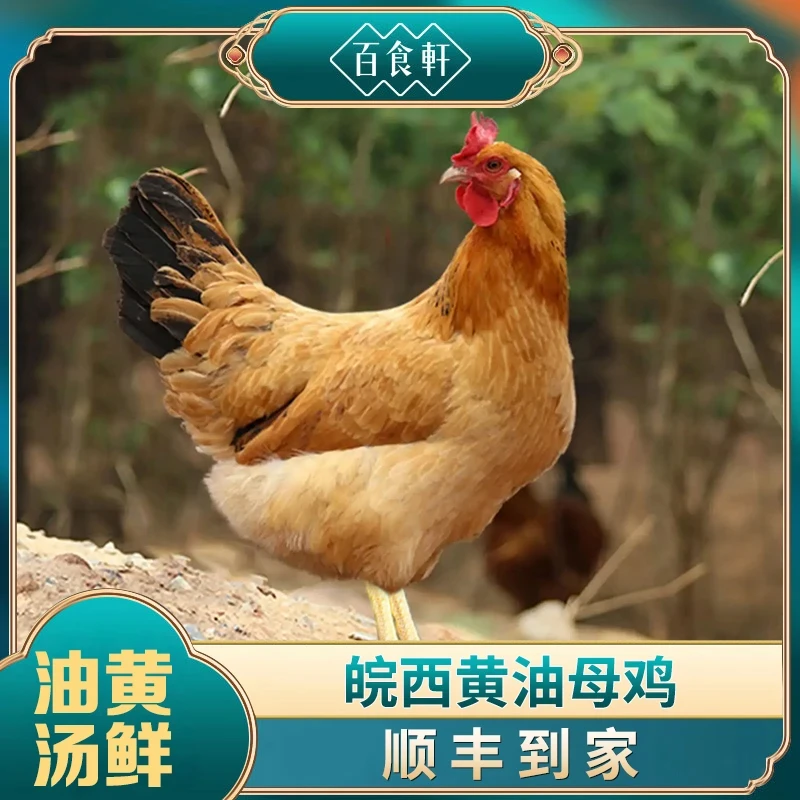 【 百食轩】慢养黄油母鸡 鸡汤白爪母鸡老母鸡2.5斤*1只/ 2.5斤*2只
