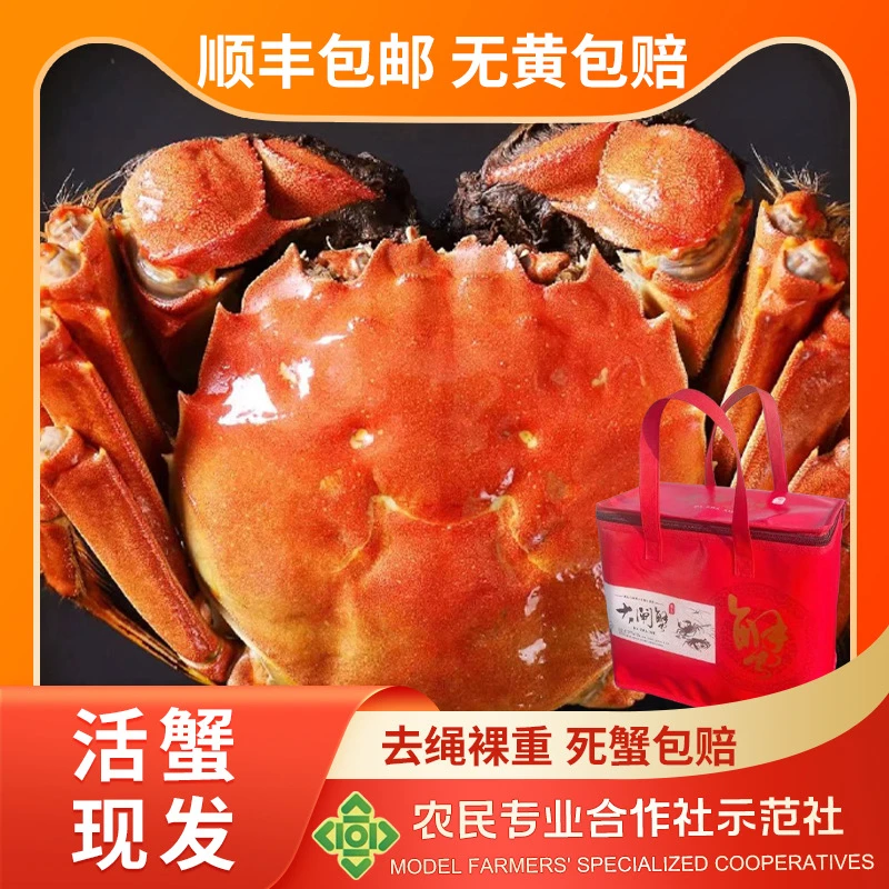 【送两只】精挑金标湖水鲜活大闸蟹公3.1两-3.0两拍4对送1对共10只