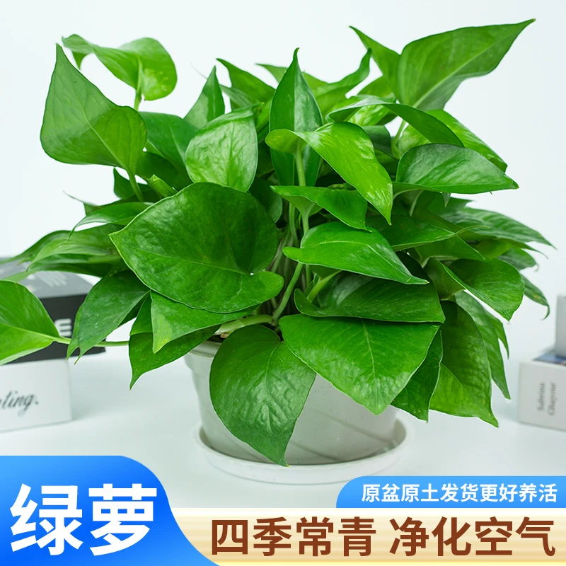 绿萝盆栽土培办公室新房吸甲醛净化空气简单好养船长花园绿植水培