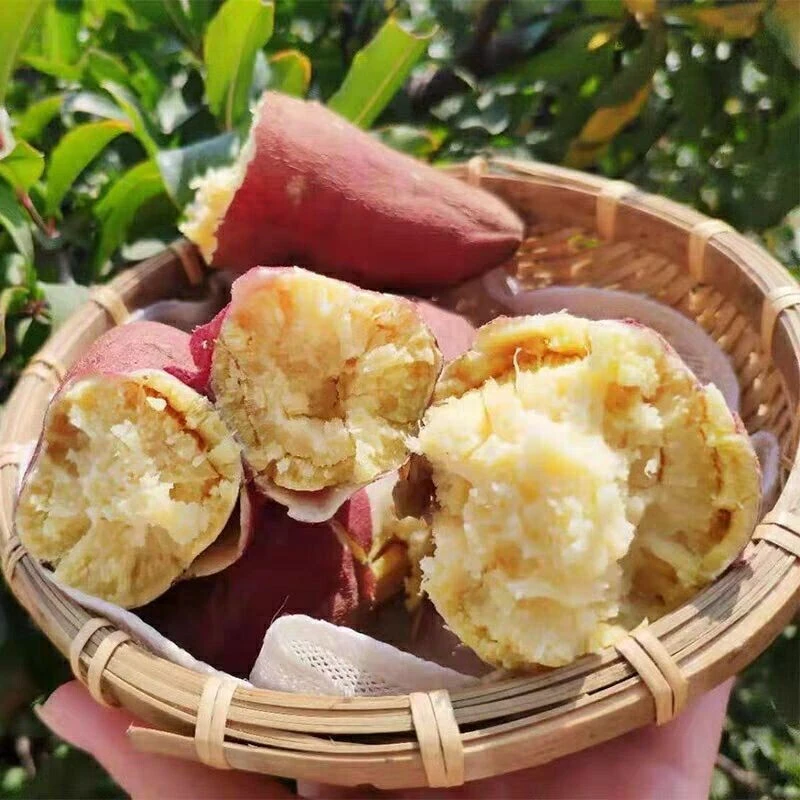 红薯洪洞杨岳村红薯地瓜番薯现挖整箱五斤装