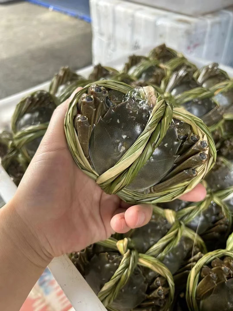 鲜活6只1.5母鲜活精品江苏大闸蟹有黄全母活蟹三亚同城配送