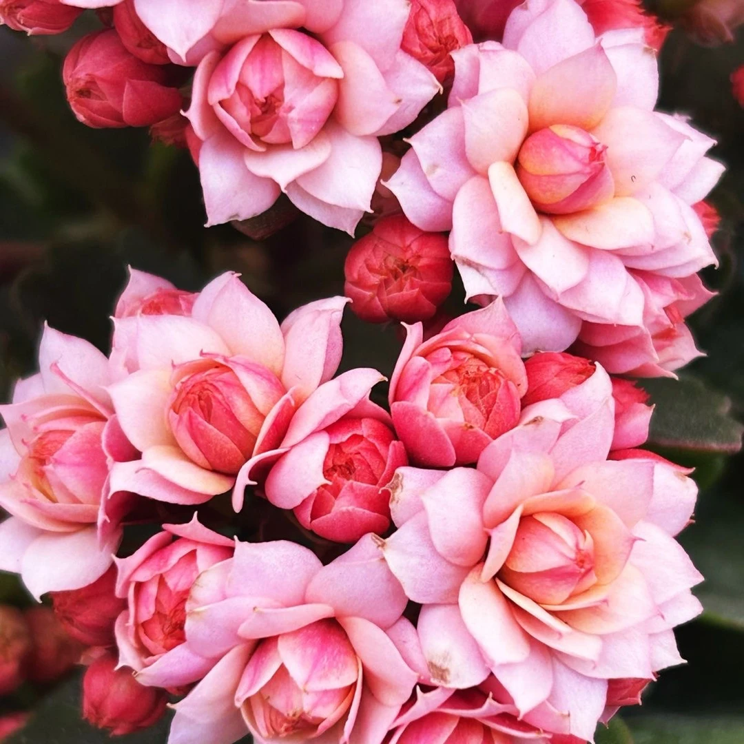 长寿花【人面桃花】彩妙系列110盆