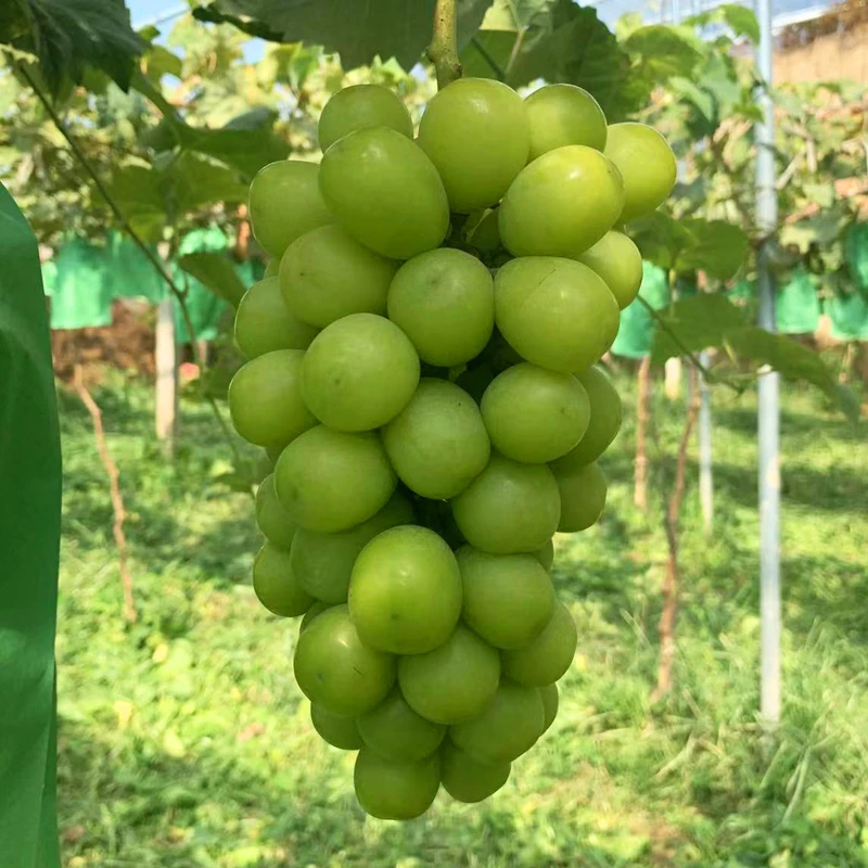【产地直发】陕西阳光玫瑰葡萄香甜多汁2/3/4/5斤整箱包邮