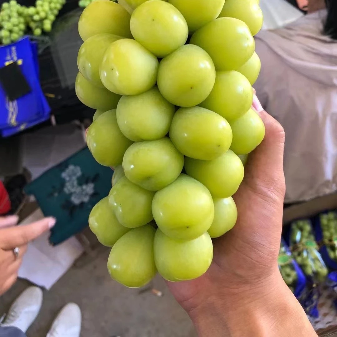 博鲜芷【现摘现发】陕西新鲜阳光玫瑰葡萄颗粒饱满无籽3/5斤包邮