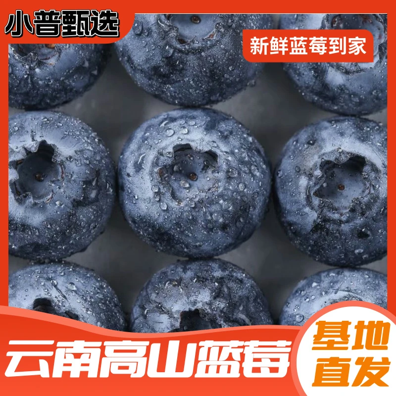 蓝莓脆甜纯甜香甜现摘现发云南抚仙湖蓝莓基地新鲜水果宝宝辅食